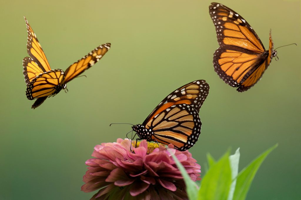 Three monarch butterflies gracefully hovering around a pink zinnia flower with a soft green background.